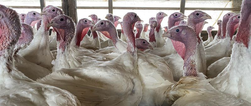 A-Turkey-3.jpg